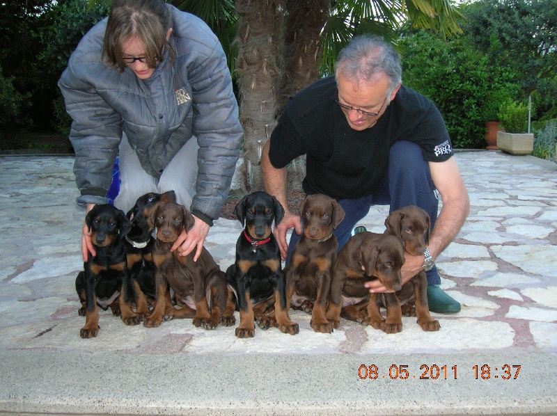 de Fassano - Dobermann - Portée née le 21/03/2011