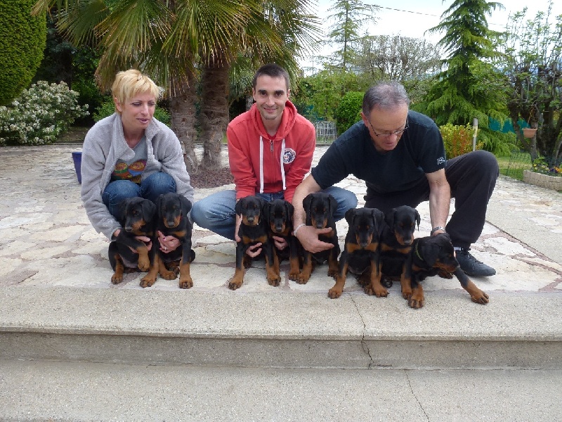 de Fassano - Dobermann - Portée née le 18/03/2012