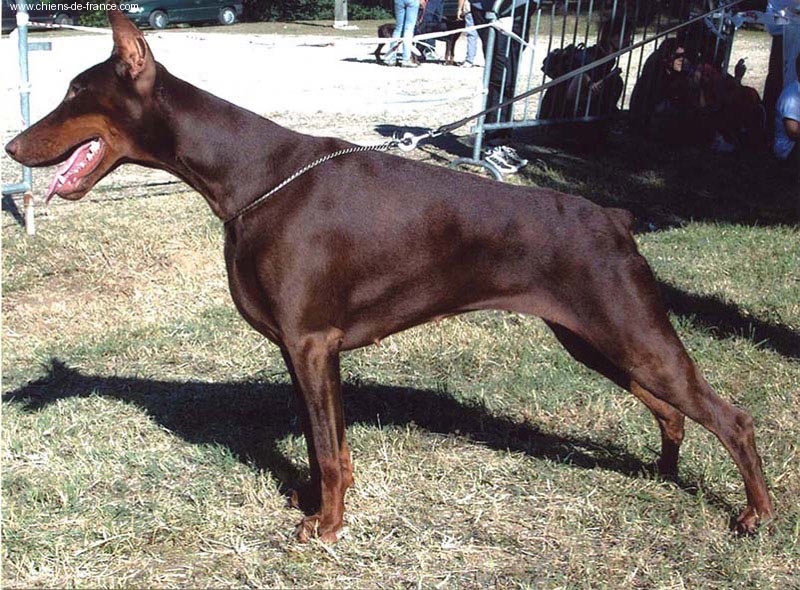 CH. Eve aljoko Di matario