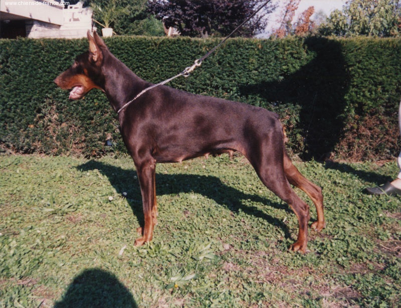 CH. Ebby doll De furioso