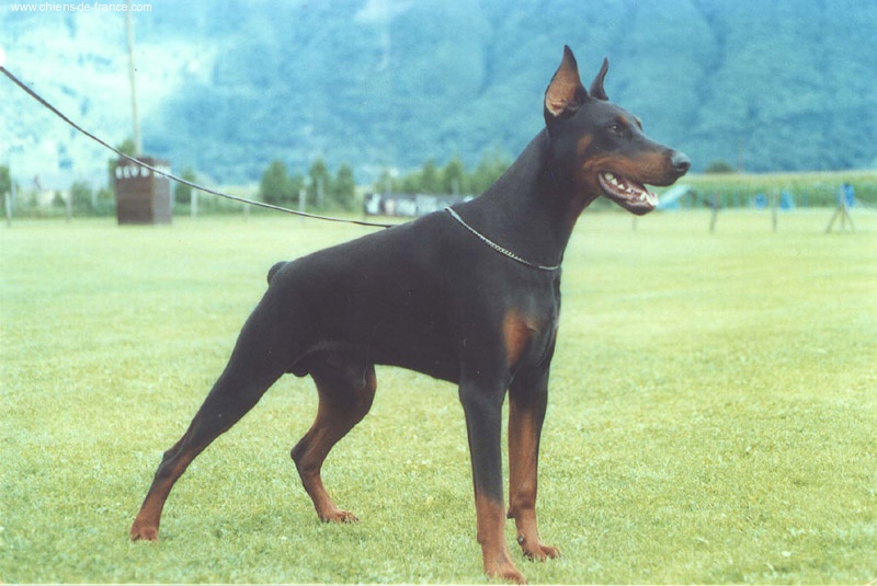 Prinz de Fassano