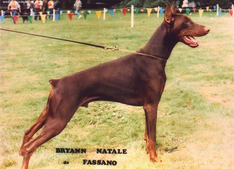 CH. Bryann natale de Fassano