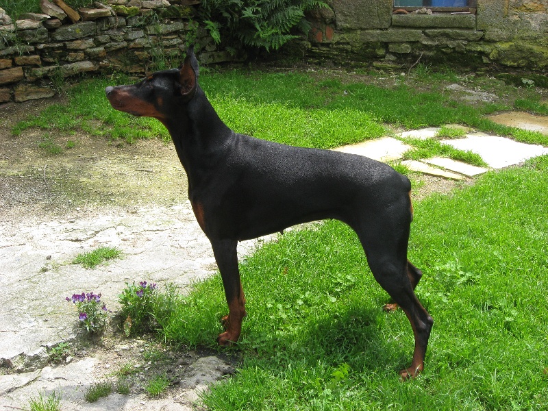 Vyckzane lady de Fassano