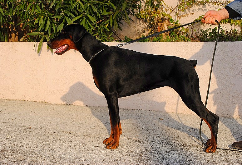 Heera bella de Fassano