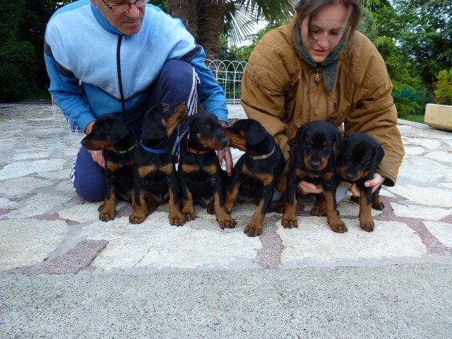 Chiot Dobermann de Fassano
